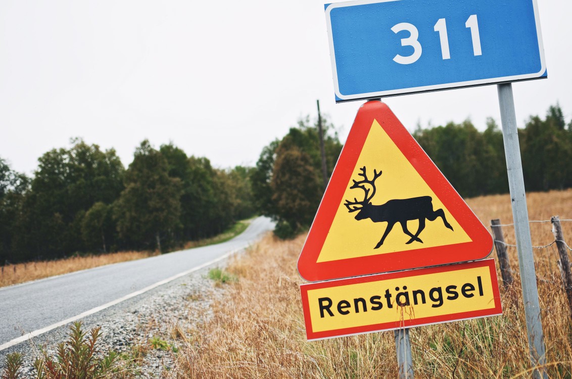 Rentiere haben hier Vorfahrt.
